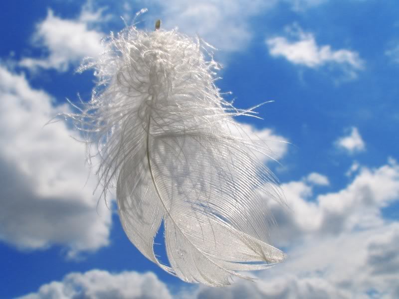 angel_feather-1